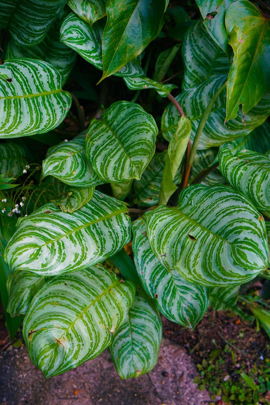 Üppige tropische Pflanzen und Palmen in einer tiefen Schlucht in Hunte's Botanical Gardens